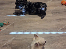 Two french bulldogs, 5 years and 4 months