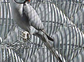 Ringneck breeding pair bonded