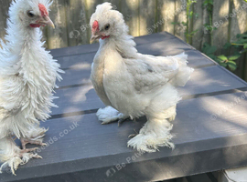 8 week old silkie pekin cross