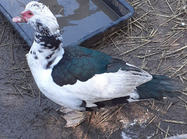 Muscovy drakes