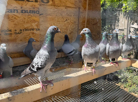 Racing pigeons