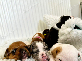 A* old english  F3 x American bulldog puppies