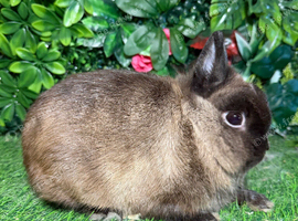 Pure breed Netherlands dwarf buck