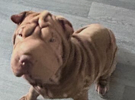 Beautiful 6-Month-Old Shar Pei For Sale