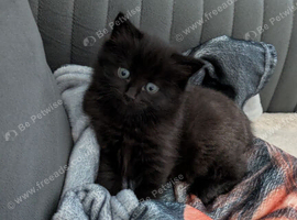 Ragdoll mix black kittens