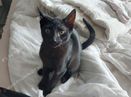14 Week Old Male Kitten