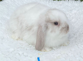 Pure bred mini lops