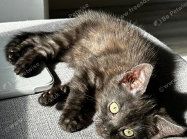 Black male cat