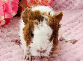 4 sows available