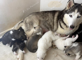 ​Gorgeous Siberian Husky Puppies