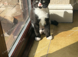 ragdoll cross