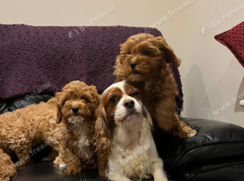 F1 Beautiful cavapoo puppies