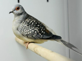 Diamond doves