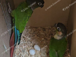 Proven breeding pair of conures