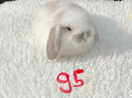 Pure bred mini lops
