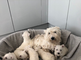 West highland terriers puppy&rsquo;s