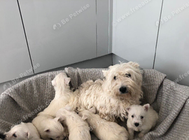 West highland terrier puppy&rsquo;s 1 girl left