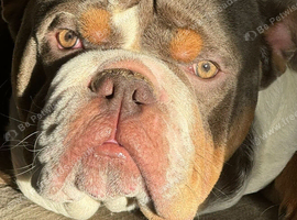 Frank