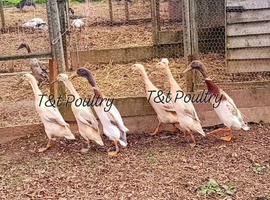 Blue Apricot Indian Runner Duck Hatching Eggs