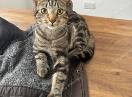 Meeko