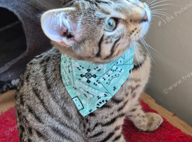 Bengal x Persian