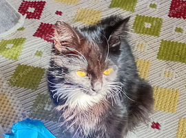 Kitten