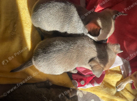 Chihuahua puppies