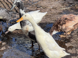 Indian Runner Ducks
