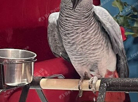 Congo African grey Glasgow