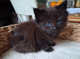 5 FLUFFY MAINE COON CROSS KITTENS
