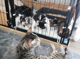 Bengal cross kittens, ready now!