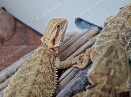 Baby bearded dragons for sale