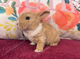 Two beautiful mini plush lops