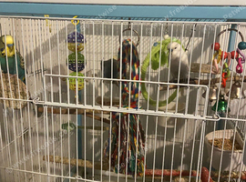 4 male budgies
