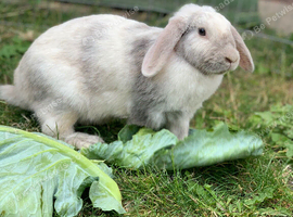 Gorgeous mini lop female