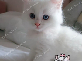 Turkish angora x Ragdoll kitten