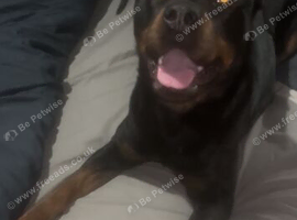 Rehome 4 year old Rottweiler