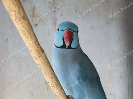Breeding pair of ringnecks