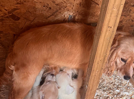 Cocker spaniel pups