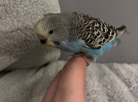Baby  Budgie seven weeks old (Blue Pied Yellow Face)