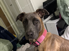 Belgian Malinois cross Cane Corso
