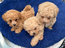 3 Gorgeous Poochon Puppies for sale
