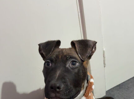 Staffie x mastiff
