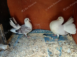 Exhibition Fantails,