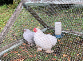 Pair of pekin bantams
