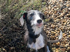 Bedlington whippet x springer spaniel puppies