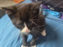 Kitten for sale