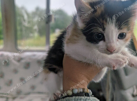 Kittens