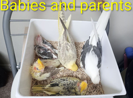 Baby cockatiels