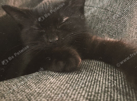 12 week old male kitten
